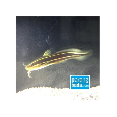 쏠종개 - striped sea catfish
