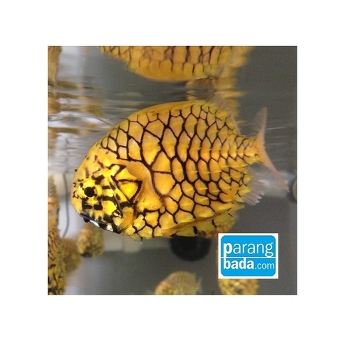 철갑둥어 - pinecone fish