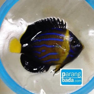 청줄돔 - blue line angelfish