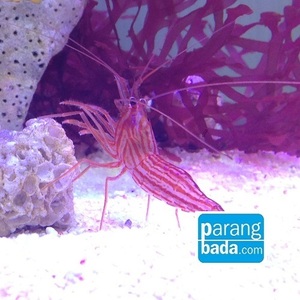 줄무늬꼬마새우 - peppermint shrimp
