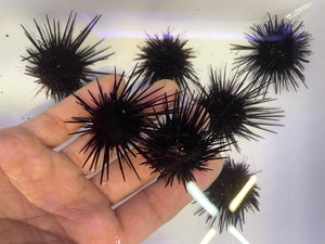 보라성게 - Purple sea urchin