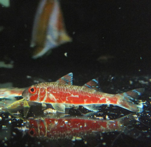 노랑촉수 - Striped goatfish
