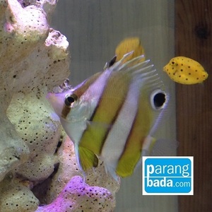 세동가리 -  brown banded butterflyfish